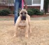 BLUFFCITY K9'S MAYA ANGELOU