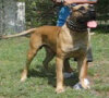 KEMO (DE WARSNEY)