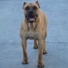 CUJO DE TAMARAN BULL (SAVAGE)
