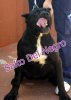 BIMBA*