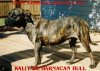 KALIT DE BARNACAN BULL
