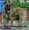 AFRATA BULLSARA DEL PEMBA