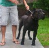 DRAGO DE TAMARAN BULL