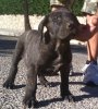 RAMOS PERRO DE PRESA BECERRIL