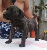 SIMBA II