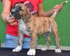 MISHA BULLSARA DEL PEMBA