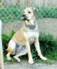 FREYA GODDESS OF WEALTH AND FORTUNE DE GURU KENNEL
