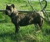 TIGRE DE BARNACAN BULL