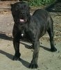 LUNA DE BARNACAN BULL