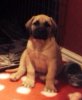 MIGHTY NALA