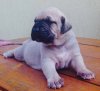 THOR DOG PUR