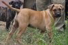 DROGO FROM GDF