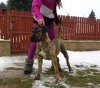BOSS BULL CANARIO RENA GRANDE