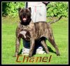 MILLION DOLLAR CHANEL