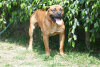AKILES DE ESPARTANO KENNEL