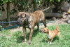 BALAQUE DE ESPARTANO KENNEL