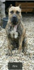 ZIRA