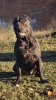 BOSS BULL CANARIO ODETT (ZULA)