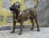 AQUILES DE BREVIER CAN