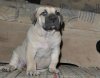 RANOG DE VIKING GUARD KENNEL