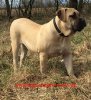 YARA DE SPARTAN D KENNEL