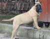 YACKIE BULLSARA DEL PEMBA (GITANA)