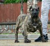 BRESKA BULLSARA DEL PEMBA