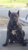 BECKHAM BULLSARA DEL PEMBA