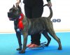 ZEUS BULLSARA DEL PEMBA