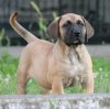 BOSS BULL CANARIO XANDRIA