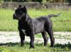 BOSS BULL CANARIO XERXES