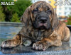 ZEUS*
