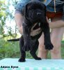 AIRON BULL