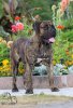 ENZO VALACHIADOG