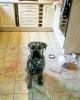 DUKE