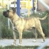CURRO