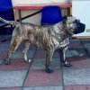 NALA BULLSARA DEL PEMBA