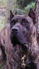 BRUJA DE DOG REAL