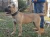 BLACK STAR PRESA'S BELLA