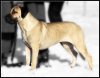 GARM DE CANARIO'S FROZTY DAWN