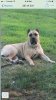 BELLA SAGE OF AQUASCO FARM