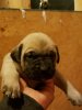 AQUASCO FARM CARDI B IPK