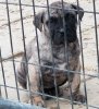 BLACK STAR PRESA'S LAYLA