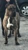 KINGDOM K9 KENNEL KASH