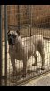 KINGDOM K9'S STAR
