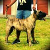 VARGA'S EL GUARDIAN FIEL HERCULES