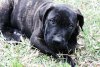 SHADOW DE ROYAL LINE PRESA