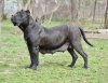 S-LUNA MUNTENIA’S WARRIOR