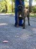 HILL COUNTRY KENNEL'S FRANCO