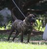 COPPER DE CABEZA GRANDE